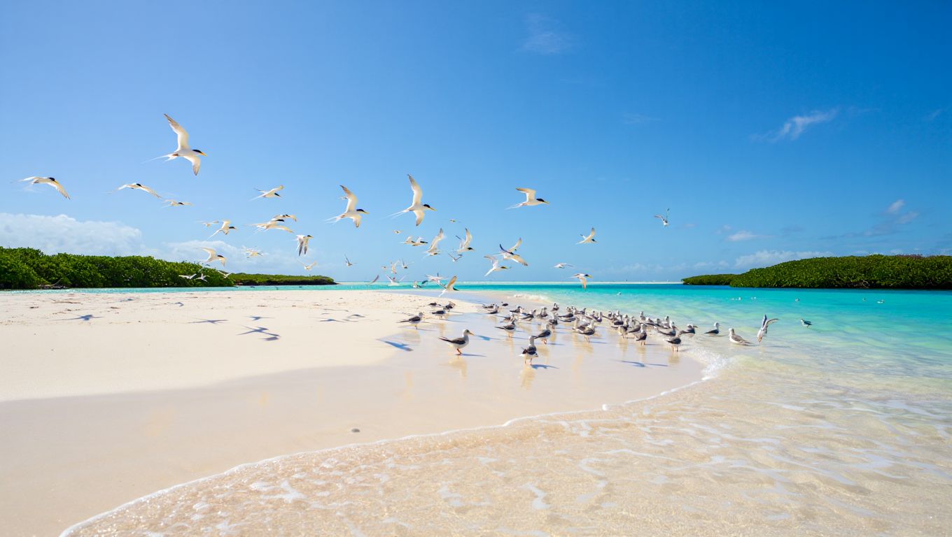 Ile aux oiseaux Seychelles