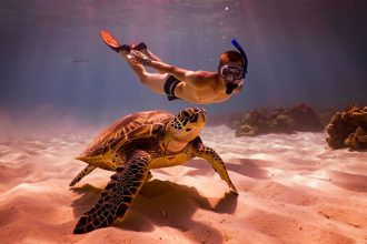 Où nager avec des tortues aux Seychelles